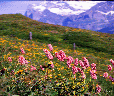 Alpine Flowers, Switzerland