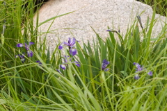 Irises-1060