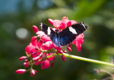 Butterfly1-0928