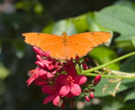 Butterfly-0930